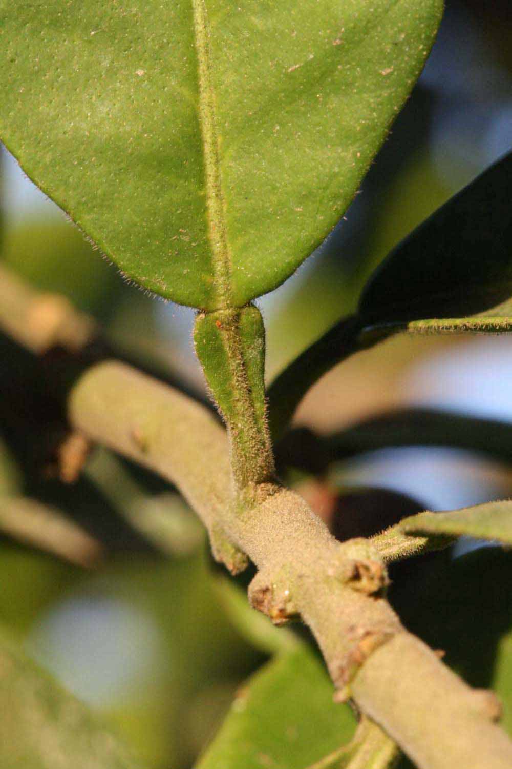              Petiole (Riverside, CA)       